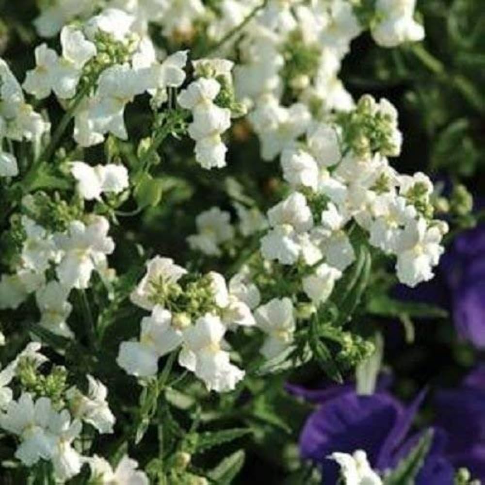 white white flower seeds