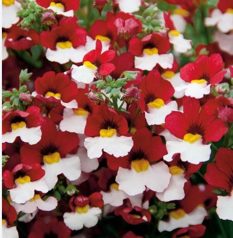 red white flower seeds