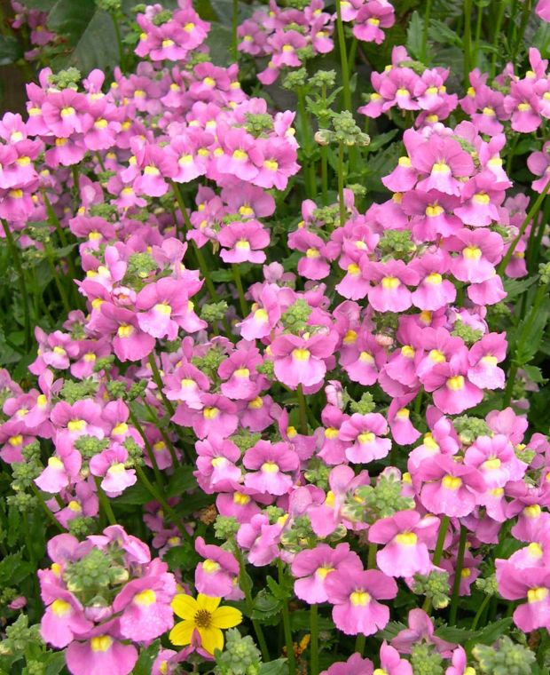 Semillas de Flor Nemesia – Herencia, No OGM, Semillas de Jardín Orgánicas de Alta Germinación para Sembrar