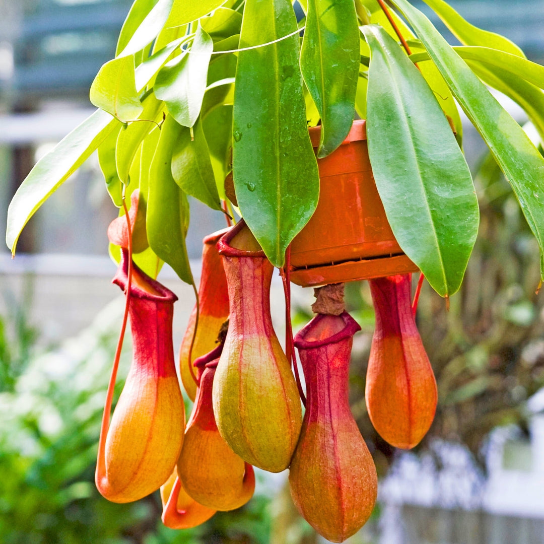 Nepenthes Nepenthes herb seeds