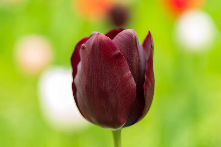Brown Tulip Flower Seeds – Heirloom, Non-GMO, High Germination Organic Garden Seeds for Planting