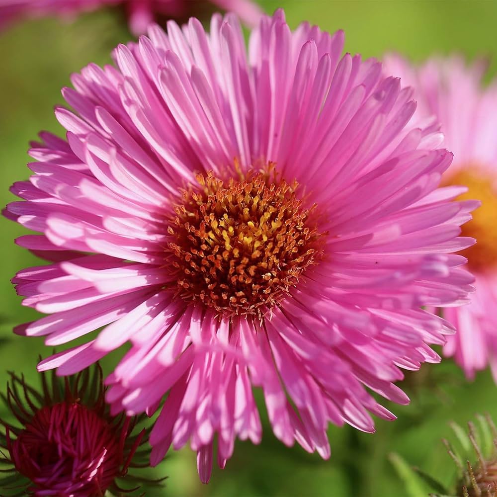 Purple New herb seeds