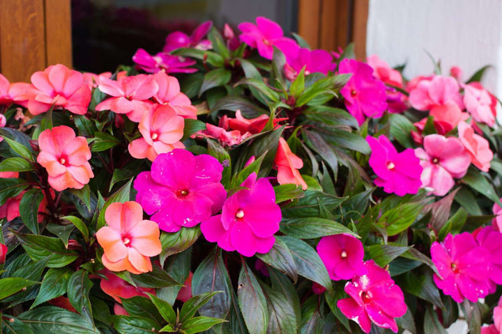 Impatiens Flower Seeds Mixed – Heirloom, Non-GMO, High Germination Seeds