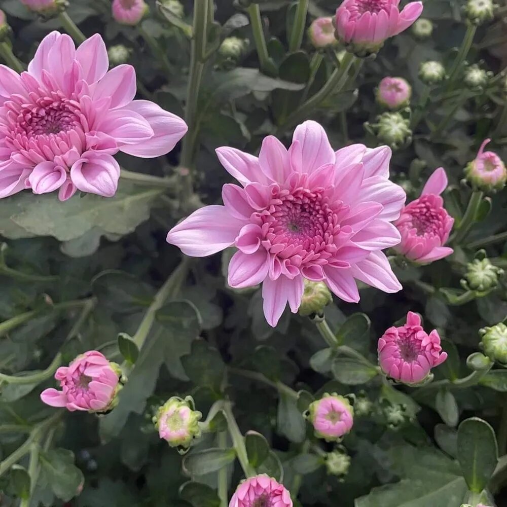 Light Pink Chrysanthemum Flower Seeds for Planting – Heirloom Non-GMO High Germination