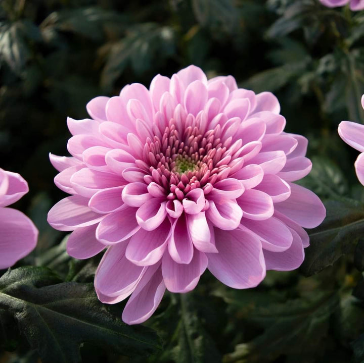 Light Pink Chrysanthemum Flower Seeds for Planting – Heirloom Non-GMO High Germination