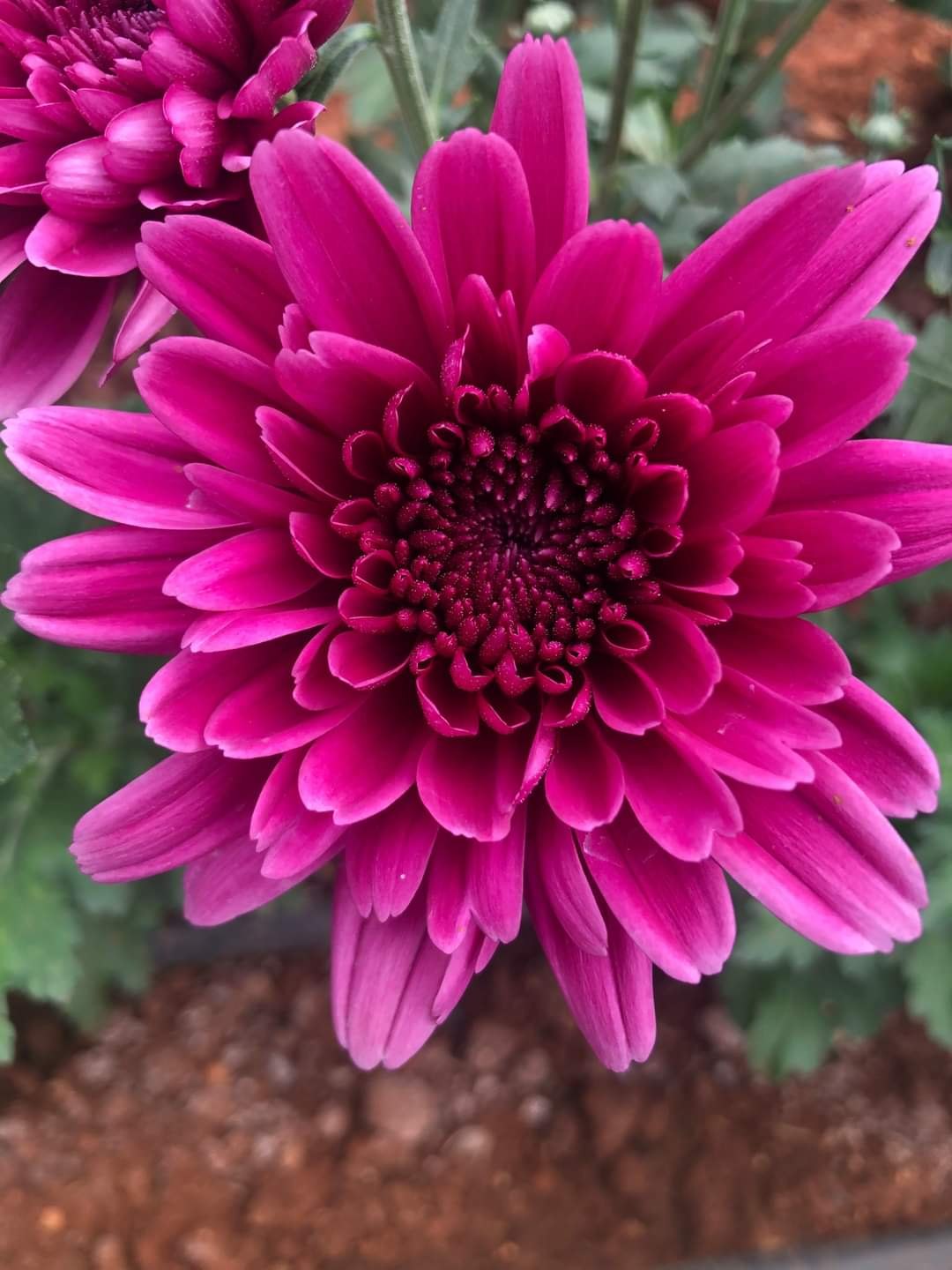 Semillas de flores de crisantemo rosado para sembrar – Semillas de polinización abierta, sin OMG, de alta germinación