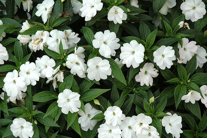 Impatiens Flower Seeds White Perennial – Heirloom, Non-GMO, High Germination Seeds