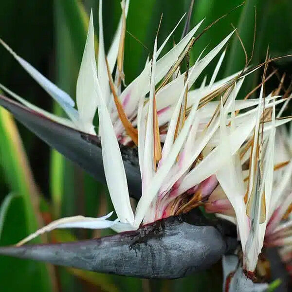 Semillas de flor Strelitzia Reginae blanca – Orgánicas, sin OMG, de polinización abierta, de alta germinación para jardín