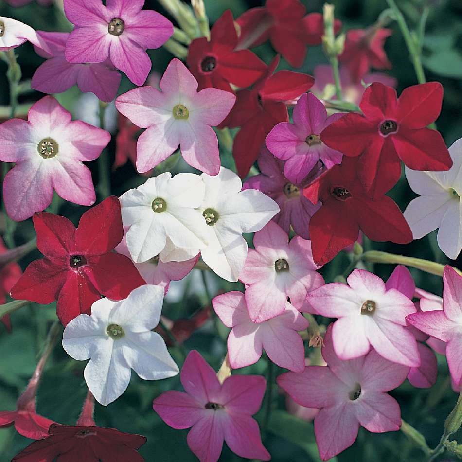 Nicotiana Flower Seeds Mixed – Heirloom, Non-GMO, High Germination Seeds