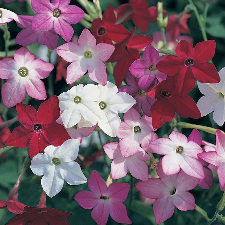 Nicotiana Flower Seeds Mixed – Heirloom, Non-GMO, High Germination Seeds