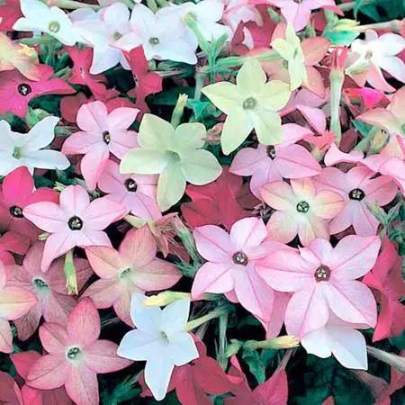 Nicotiana Flower Seeds Mixed – Heirloom, Non-GMO, High Germination Seeds
