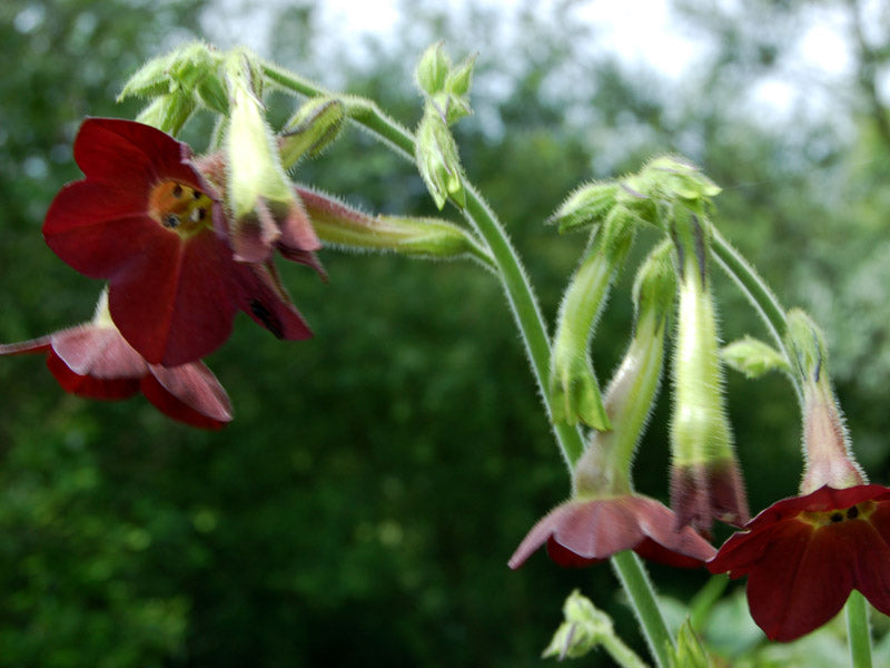 Chocolate Gloxinia Flower Seeds for Planting – Heirloom Non-GMO High Germination Seeds