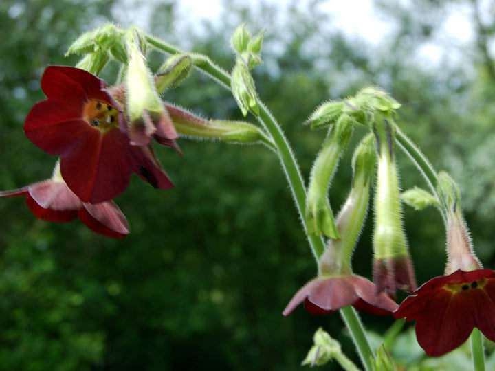 Chocolate Gloxinia Flower Seeds for Planting – Heirloom Non-GMO High Germination Seeds