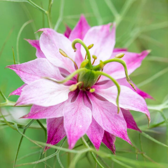 Rosa Weiße Nigella Blumen Samen Alte Sorte GMO-frei Hohe Keimrate Bio-Gartensamen
