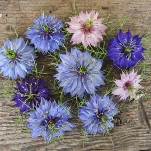 nigellapersianjewelsloveinamistimportedheirloomnongmohighgerminationorganicgarden flower seeds