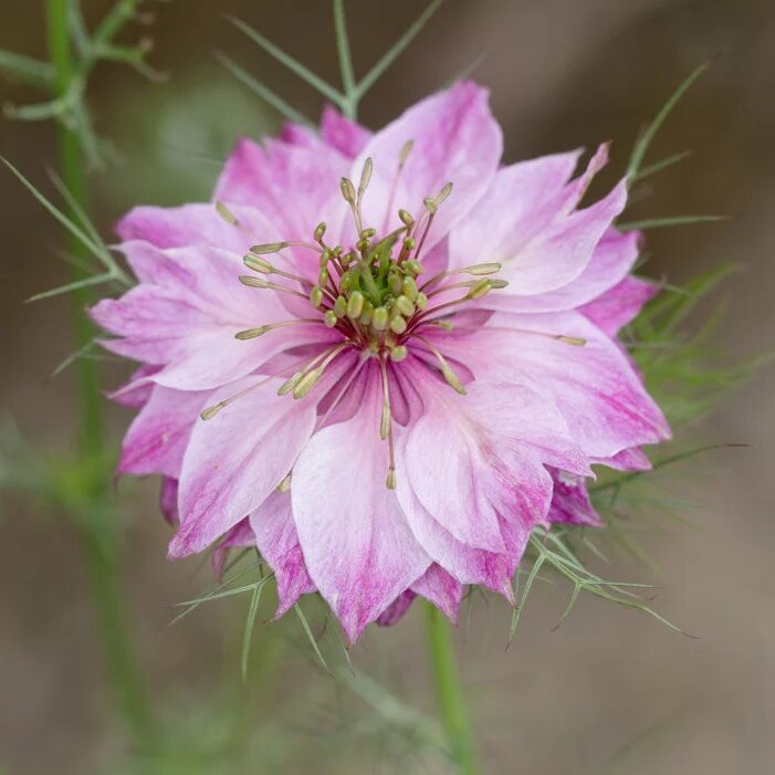 Nigella Flower Seeds White Pink – Heirloom, Non-GMO, High Germination Seeds