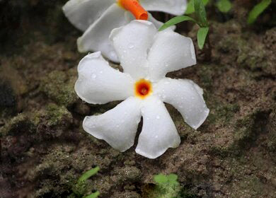 Coral Jasmine Flower Seeds White for Planting – Heirloom Non-GMO High Germination