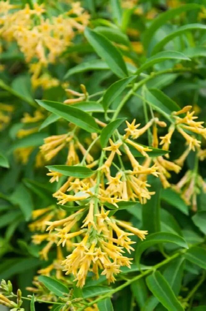 Blooming Jasmine Flower Seeds Yellow – Heirloom Non-GMO High Germination Organic Seeds