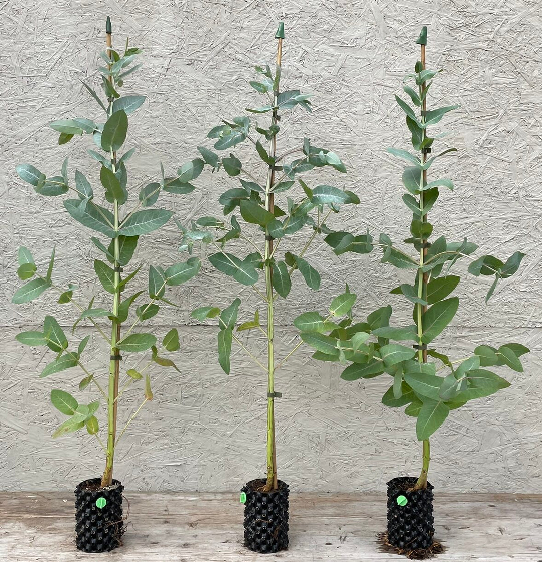 Green Eucalyptus Nitens Tree Seeds for Planting | Heirloom, Non-GMO, High Germination Seeds