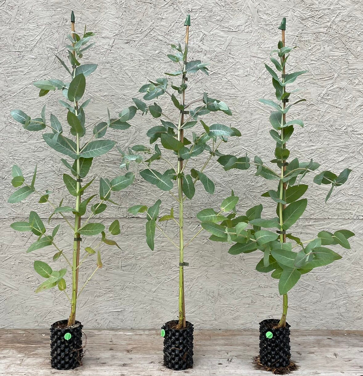 Green Eucalyptus Nitens Tree Seeds for Planting | Heirloom, Non-GMO, High Germination Seeds