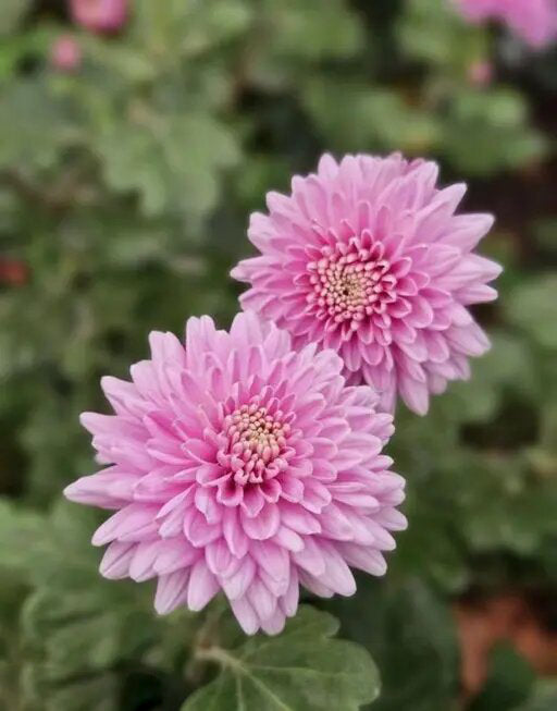 Chrysanthemum Flower Seeds Light Pink – Heirloom Non-GMO High Germination