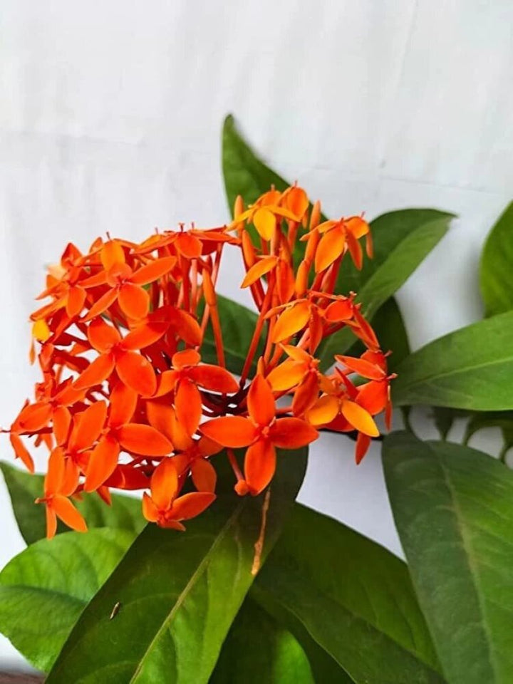 Orange Ixora Flower Seeds – Heirloom, Non-GMO, High Germination Seeds