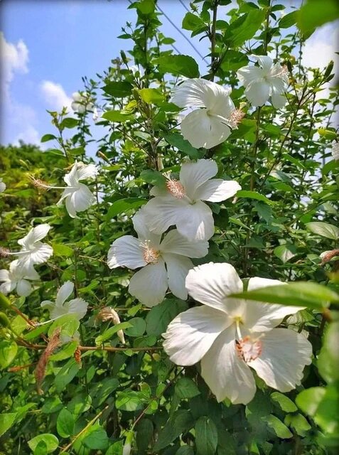 Hibiscus Flower Seeds White – Heirloom, Non-GMO, High Germination Seeds