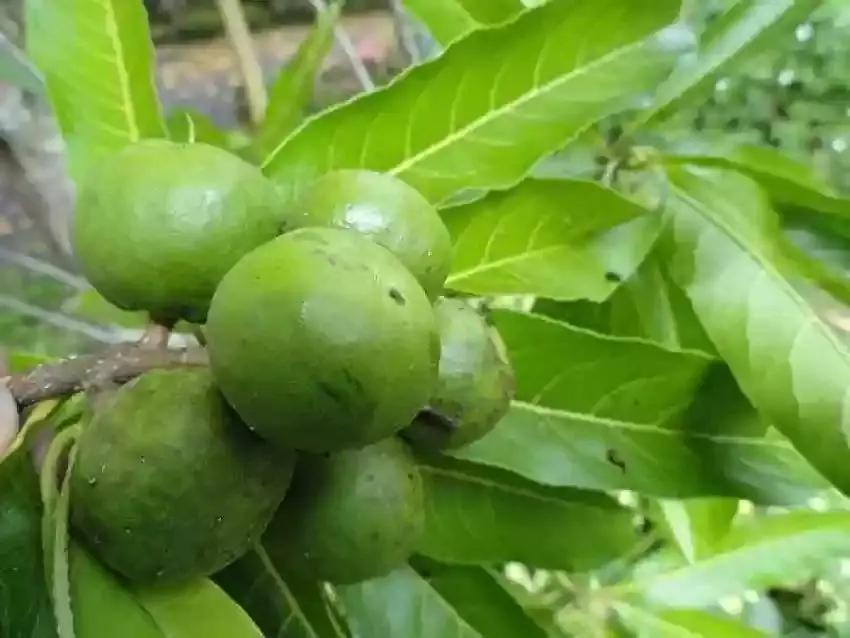 Rudraksha Sacred herb seeds