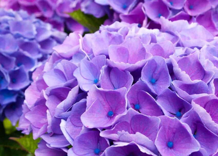 Purple Begonia Flower Seeds for Planting – Heirloom Non-GMO High Germination Organic Seeds