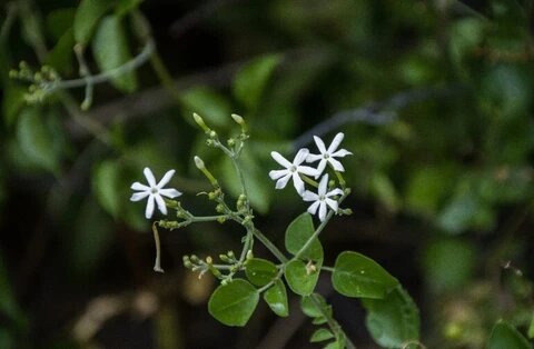 Buddha Jasmine Flower Seeds – Heirloom, Non-GMO, High Germination Seeds for Planting, Organic Garden Seeds