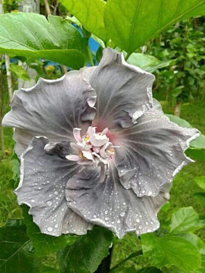 Gray Hibiscus Flower Seeds – Heirloom, Non-GMO, High Germination Seeds