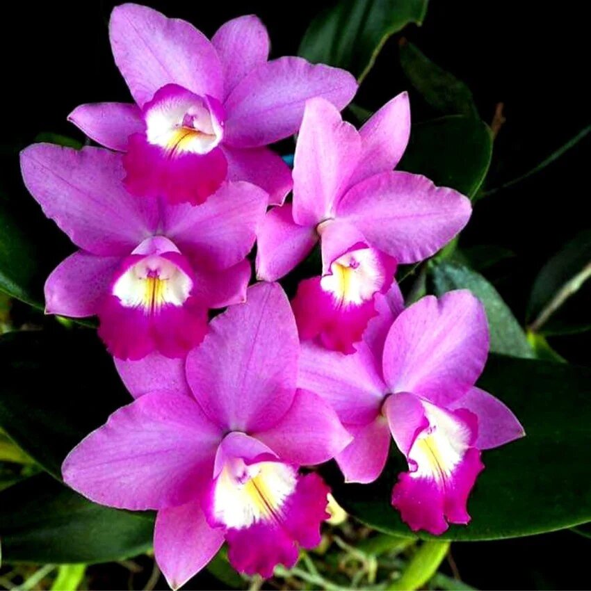 Semillas de orquídea Pink Cattleya – Antiguas, no transgénicas, de alta germinación para sembrar