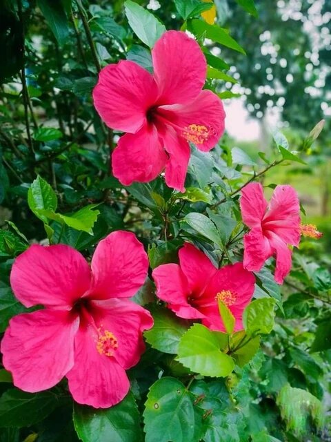 Semillas de flor de hibisco rojo (Hibiscus Sinensis) – Variedad tradicional, sin OMG, de alta germinación