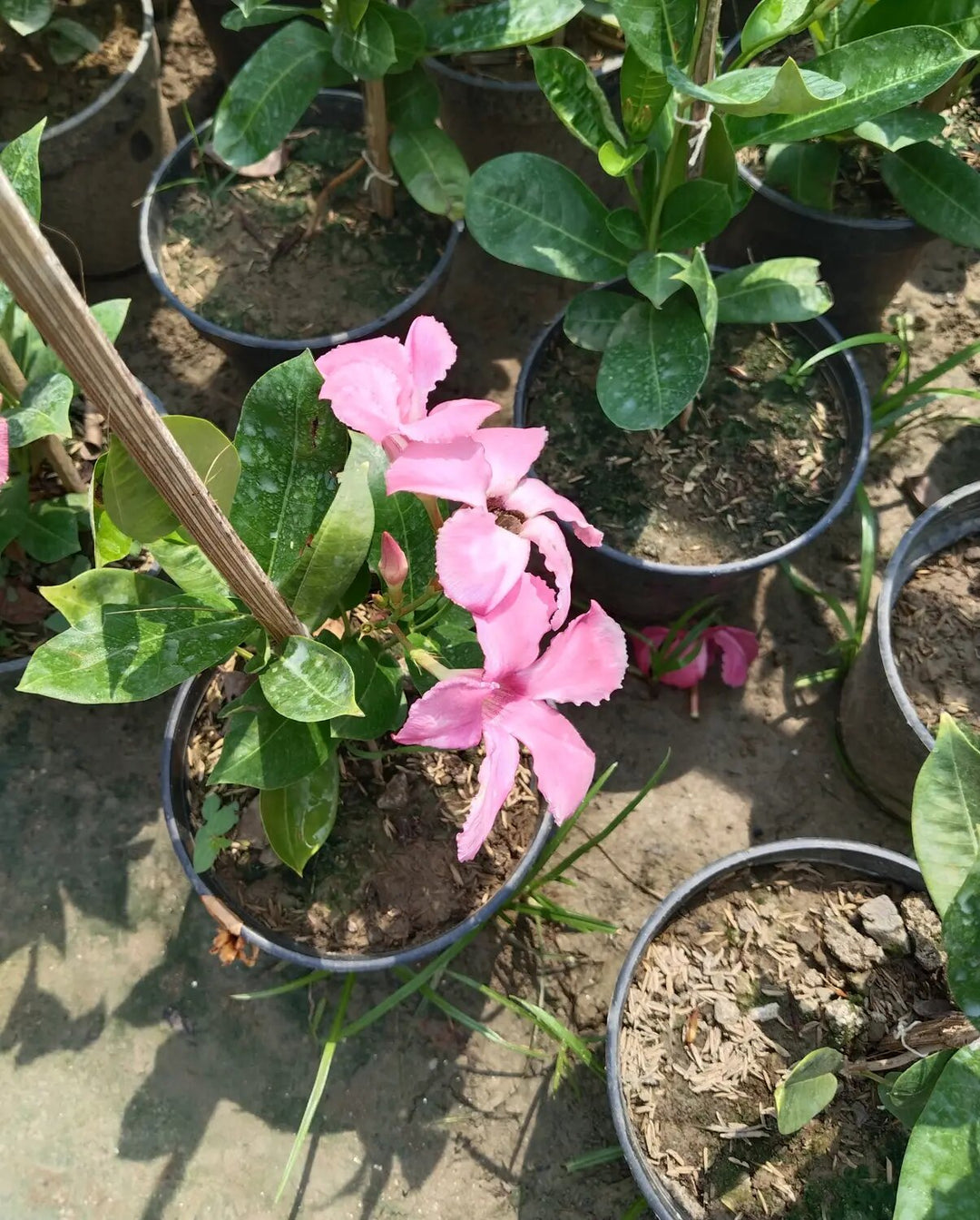 Semillas de Jazmín Perenne Rosa – Cimiente, No-GMO, Alta Germinación