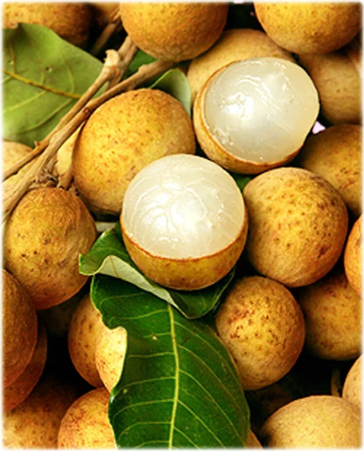 Yellow Lychee Fruit Seeds for Planting – Heirloom Non-GMO High Germination Organic Garden Seeds for Tropical Sweet Fruits