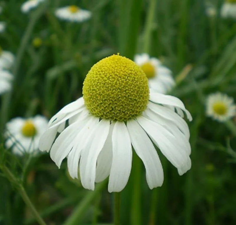 Bodegold German Chamomile Flower Seeds for Planting | Heirloom Non-GMO