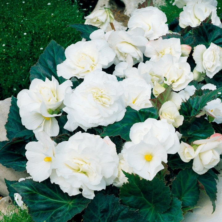 Giant White Begonia Flower Seeds – Heirloom Non-GMO High Germination Seeds