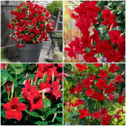 Red Dipladenia Flower Seeds – Heirloom, Non-GMO, High Germination Seeds for Planting