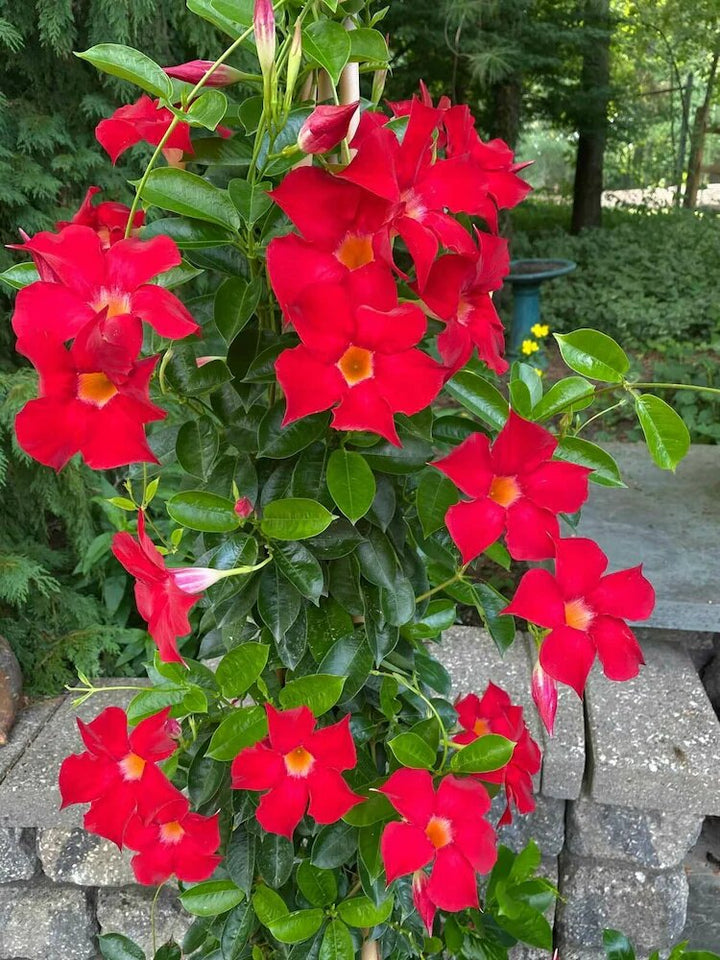 Red Mandevilla Flower Seeds – Heirloom, Non-GMO, High Germination Seeds