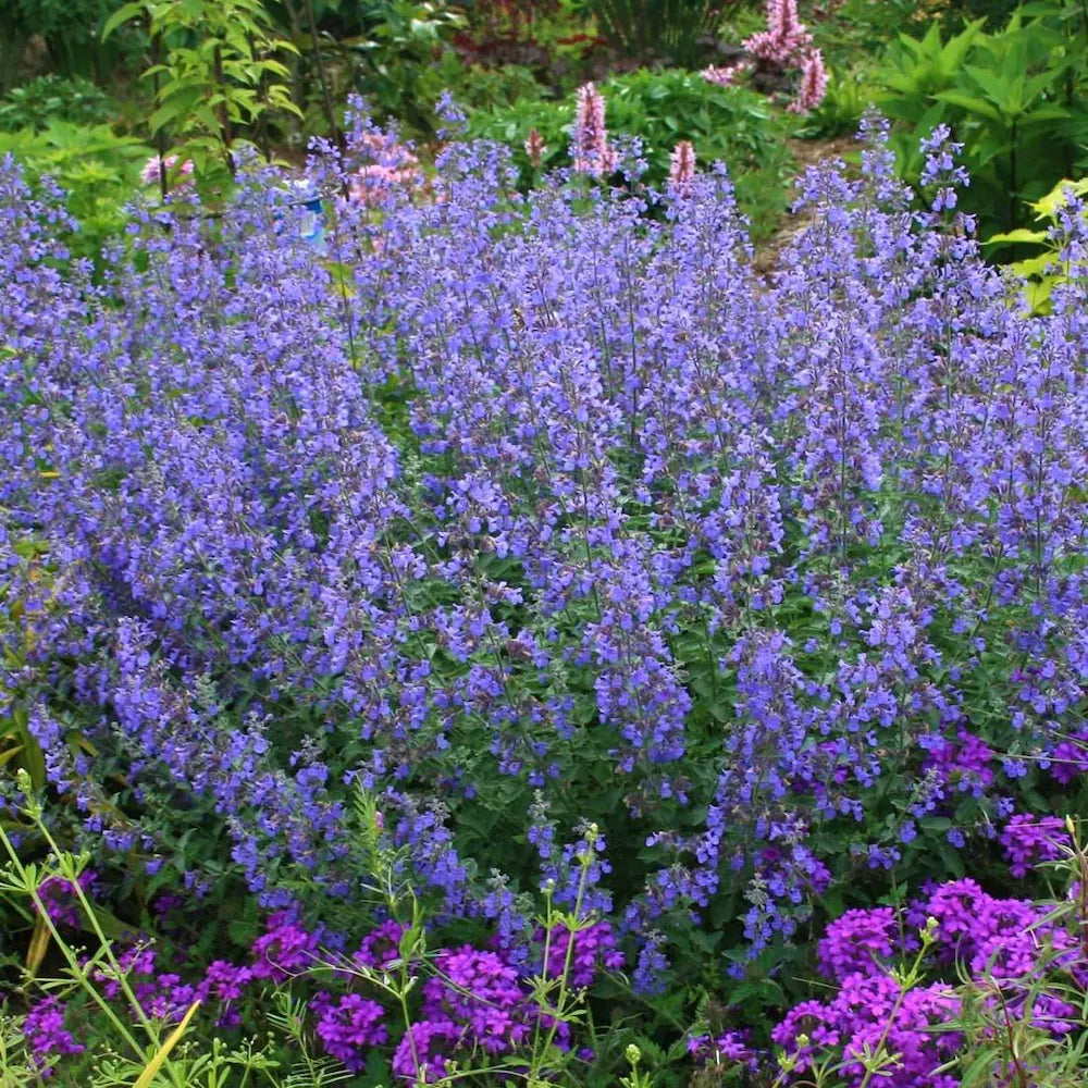 Blue Catmint herb seeds