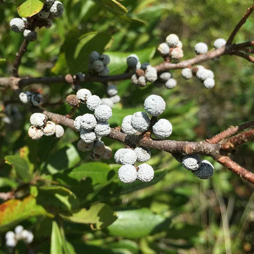 Green Myrica herb seeds