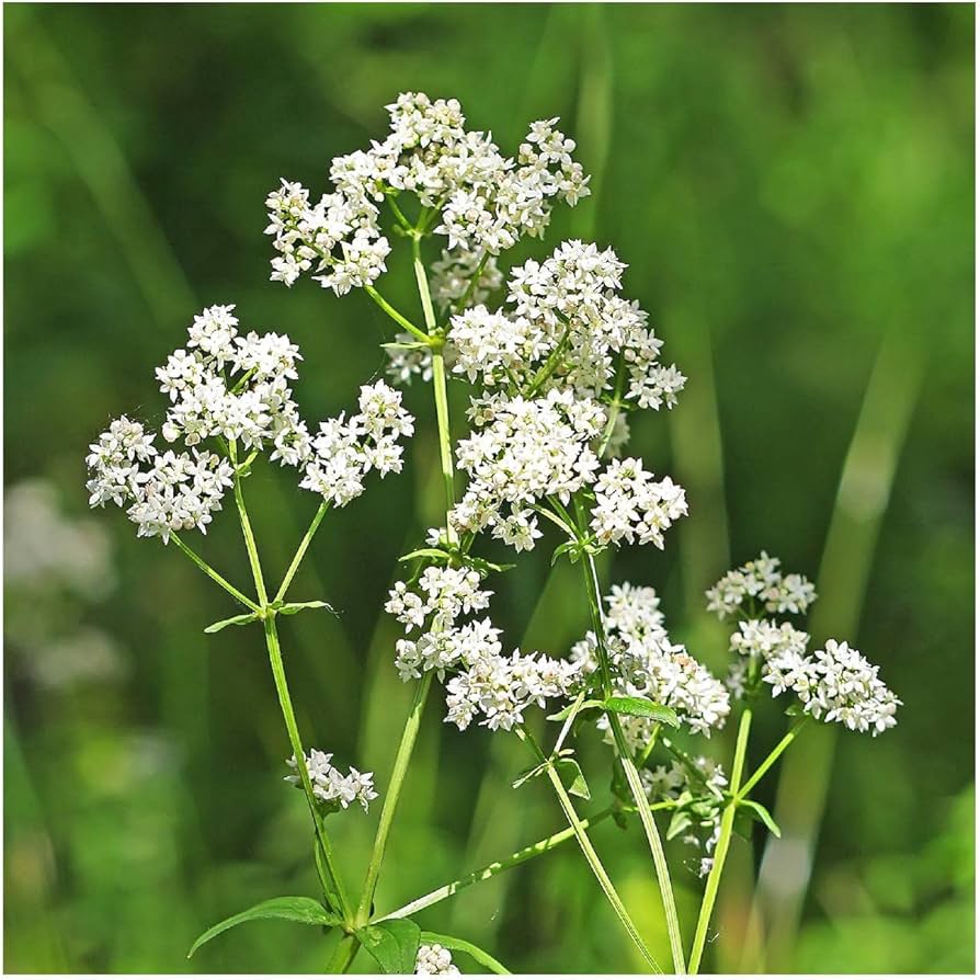 northern bedstraw flower seeds