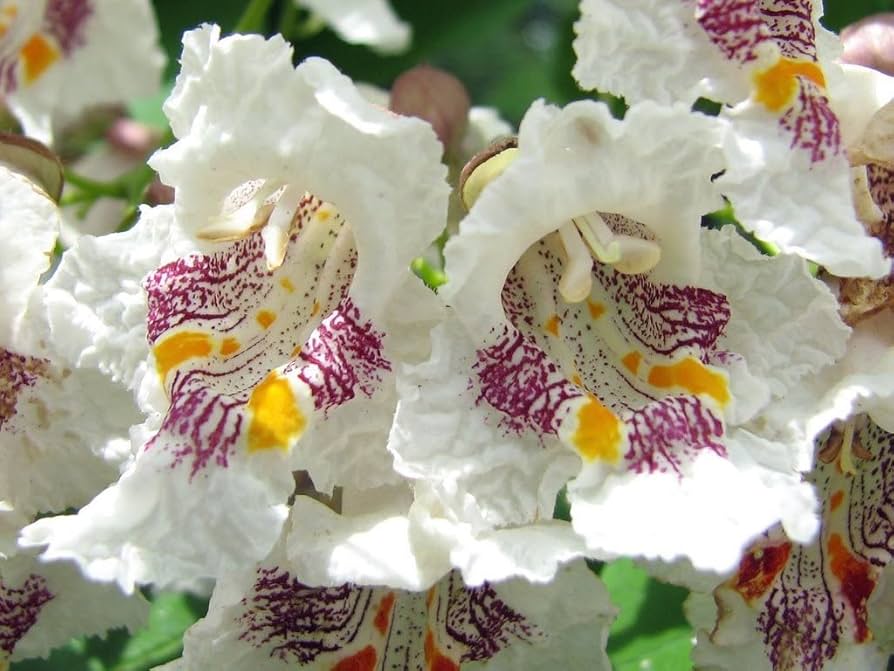 northern catapula flower seeds