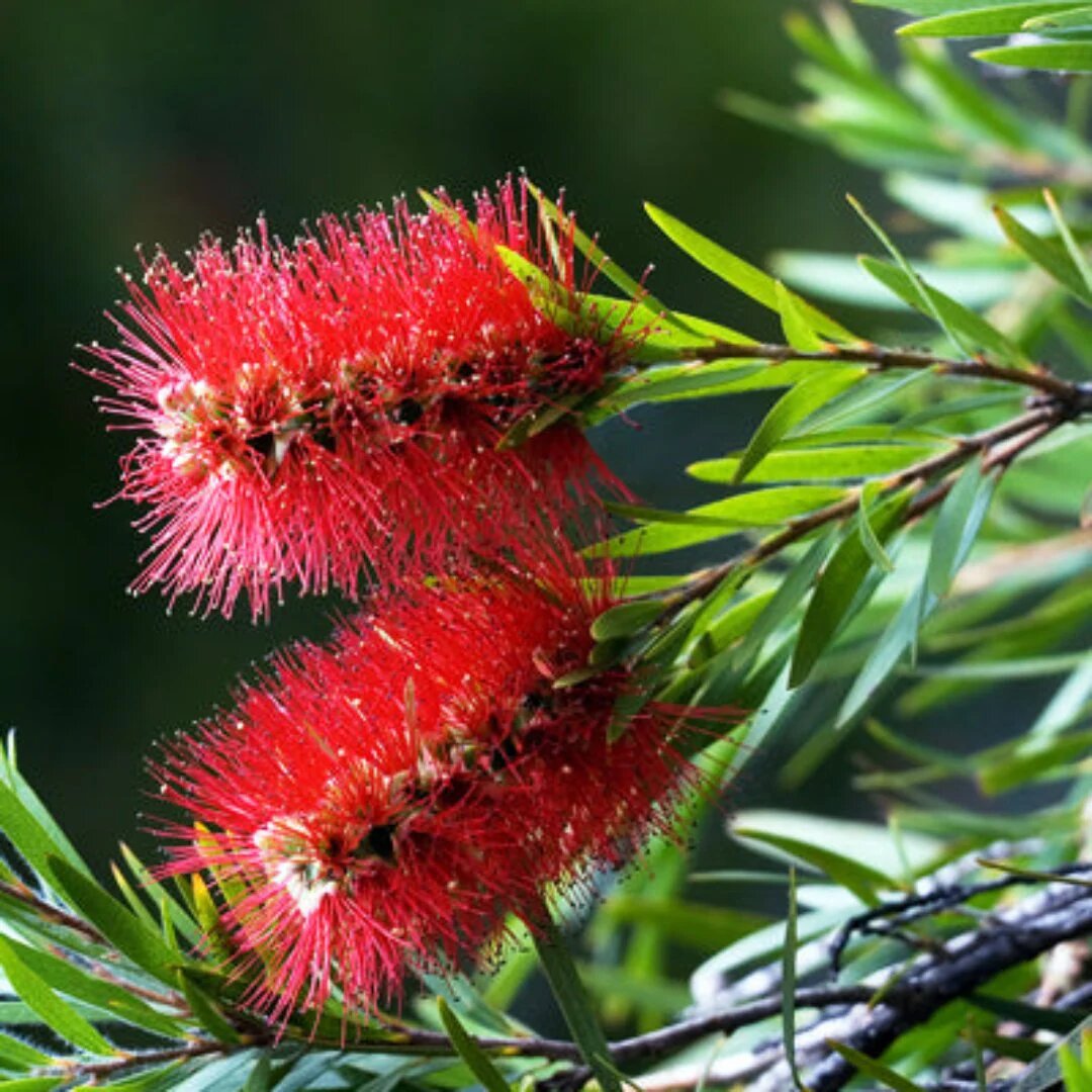 Red Bottle Brush Flower Seeds – Heirloom, Non-GMO, High Germination Organic Garden Seeds for Planting