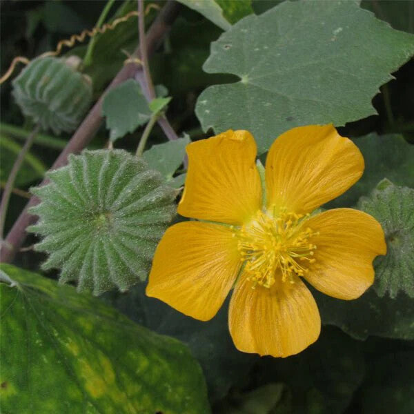 Abutilon Flower Seeds Yellow for Planting – Heirloom Non-GMO High Germination Organic Seeds