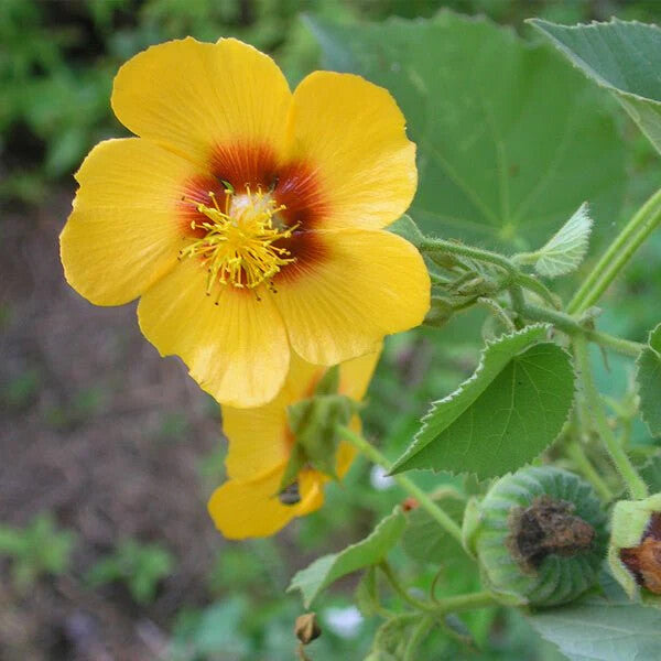 Abutilon Flower Seeds Yellow for Planting – Heirloom Non-GMO High Germination Organic Seeds