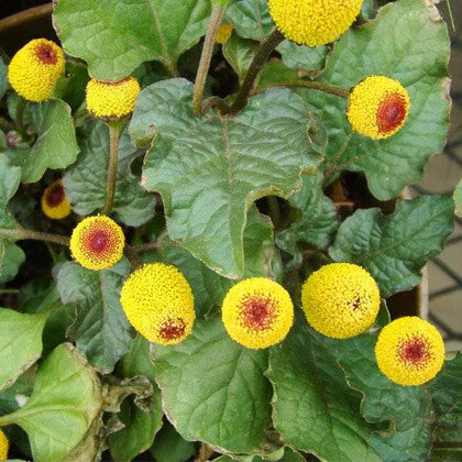 Yellow Acmella Oleracea Flower Seeds for Planting – Heirloom Non-GMO Organic Garden Seeds