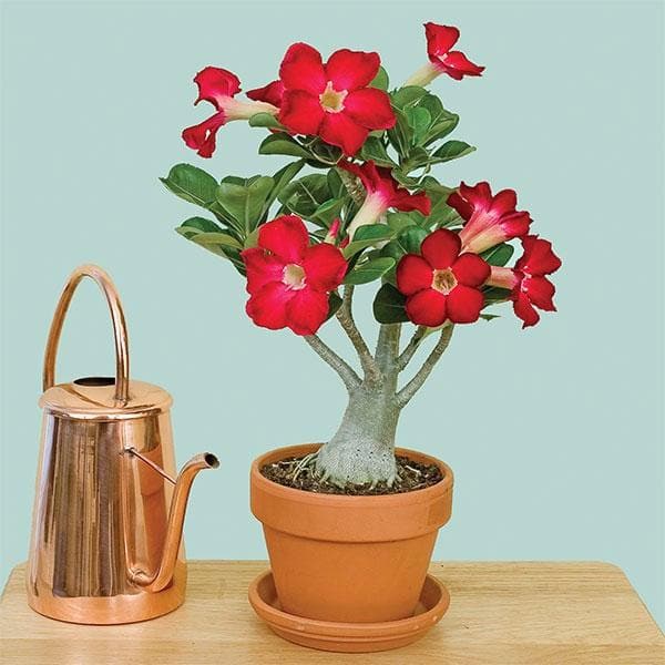 Adenium Flower Seeds Red for Planting – Heirloom Non-GMO High Germination Organic Garden Seeds