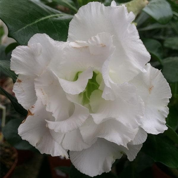 Semillas de Flor de Adenium Gigante Blanca — Semillas de Alta Germinación, sin OGM, de Polinización Abierta