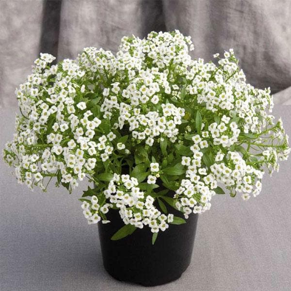 White Alyssum Flower Seeds for Planting – Heirloom Non-GMO High Germination Organic Garden Seeds